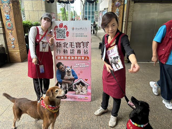新北市动保处特于光棍节前夕举办1＋1犬猫认养会。（新北市动保处提供）