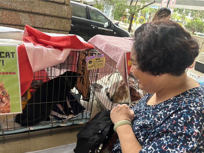 新北市动保处特于光棍节前夕举办1＋1犬猫认养会。（新北市动保处提供）