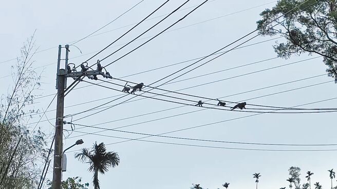 台東縣鹿野鄉一群猴子攀走電線撤回山林，當地農民紛紛鬆了一口氣。（蔡旻妤攝）