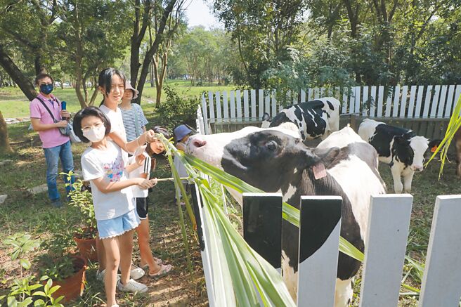 2024台南柳營牛奶節9日在德元埤荷蘭村登場，遊客可以體驗餵食乳牛，拉近與酪農業的距離。（柳營區公所提供／寶智華台南傳真）