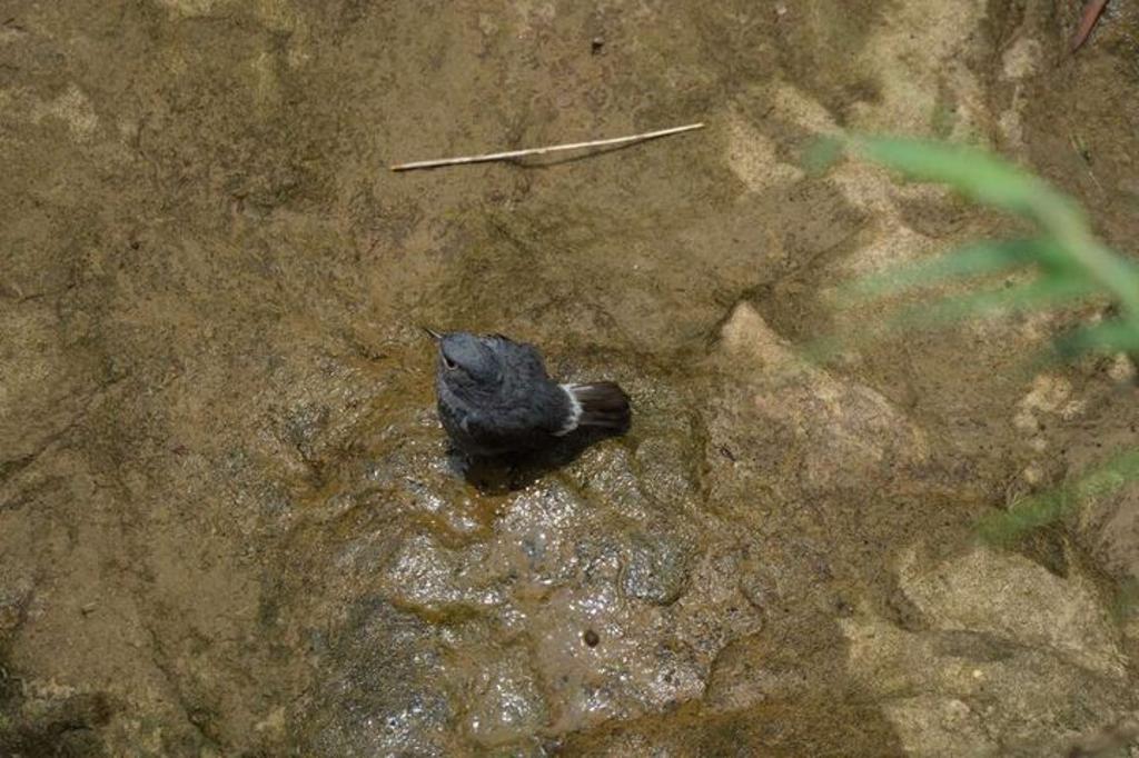 河畔上的水鶇。（圖／新北市政府觀光旅遊局）
