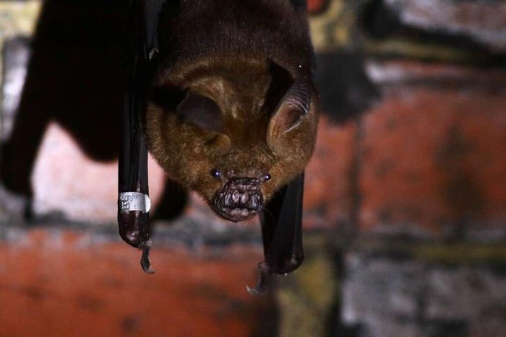 台灣葉鼻蝠。（圖／新北市政府觀光旅遊局）