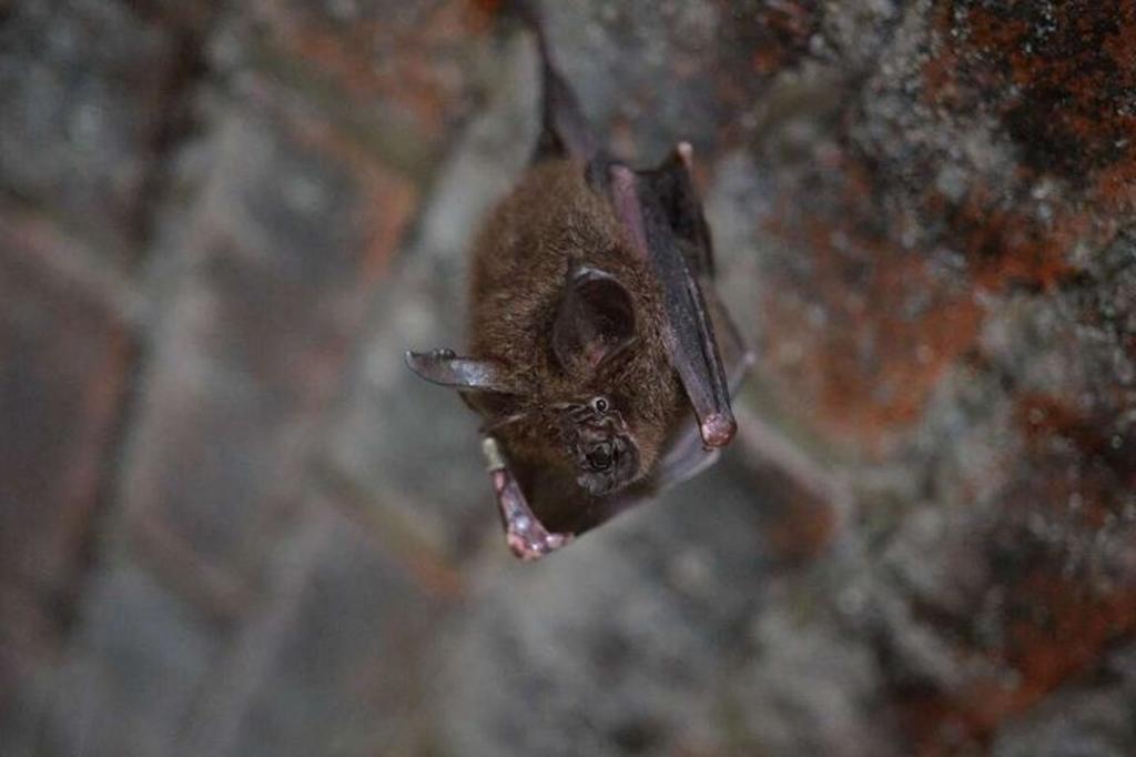 台灣小蹄鼻蝠。（圖／新北市政府觀光旅遊局）