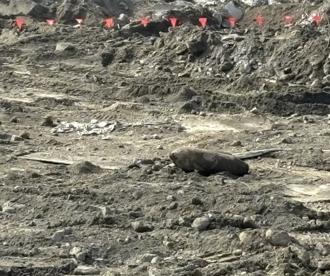 台積電楠梓工地驚現美軍二戰廢彈   八軍團未爆彈小組已移除