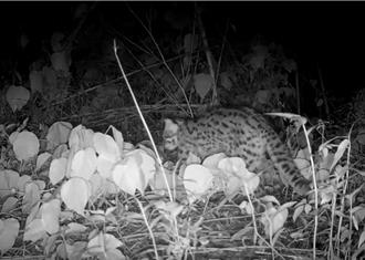 石虎驚喜現身東勢果園 台中農友獲頒友善農作標章