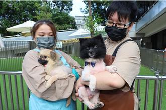 新竹縣動保所39隻狗狗換新裝 特寵業者助免費美容提高認養率
