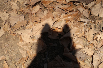 不明生物公園出沒 路人驚聲尖叫 專家給解答