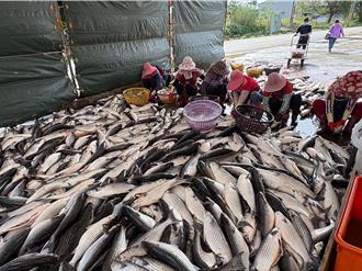 竹市食魚教育課程 解密九降風烏魚子製作過程