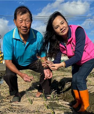 康芮颱風延遲性災損  彰化伸港蒜頭、洋蔥農損面積約2成