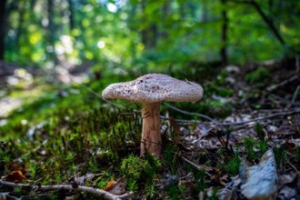 小菇立大功  菌絲體成新塑膠替代材質