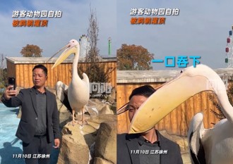 陸男自拍下一秒竟被「鵜鶘灌頂」 園區：卡皮巴拉也遭殃過