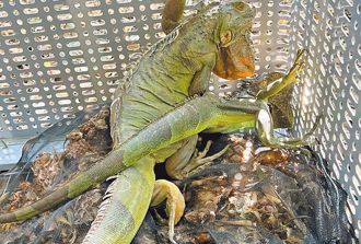 台南綠鬣蜥集中這區？粉專爆「中央令人道捕捉」 網炸鍋