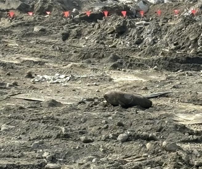 台積電的工人11日在高雄楠梓區整地時挖出一顆未爆彈（見圖），警方到場拉起封鎖線。（翻攝照片／林瑞益高雄傳真）