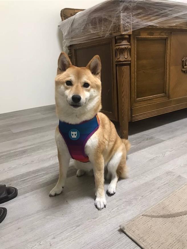 7岁柴犬「可可」在发生交通事故后消失不见。（警方提供）