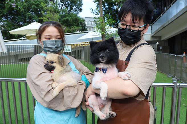 新竹縣動物保護防疫查獲非法繁殖場，救出39隻長期未受適當照顧的狗狗，2家寵物業者免費幫毛孩洗澡美容，外型變得乾淨漂亮。（新竹縣政府提供／羅浚濱新竹傳真）