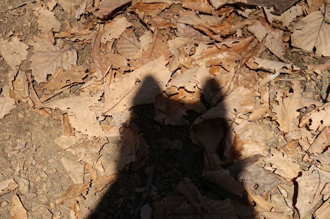 美國一名女子在公園發現擁有深色皮毛、長尾巴的不明生物，動物專家認為應該是患有皮膚疾病的狐狸。（示意圖：Shutterstock／達志）