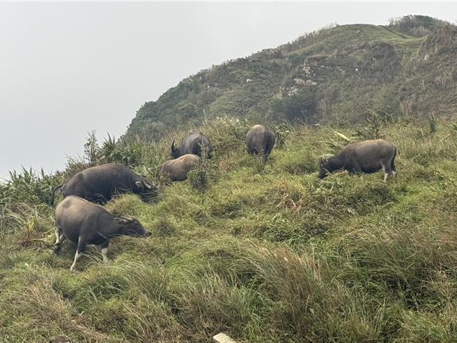吳小姐與家人前往草嶺古道踏青時，竟遭水牛從背後偷襲。（民眾提供／吳佩蓉宜蘭傳真）
