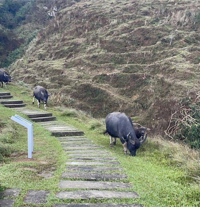 吳小姐與家人前往草嶺古道踏青時，竟遭水牛從背後偷襲。（民眾提供／吳佩蓉宜蘭傳真）