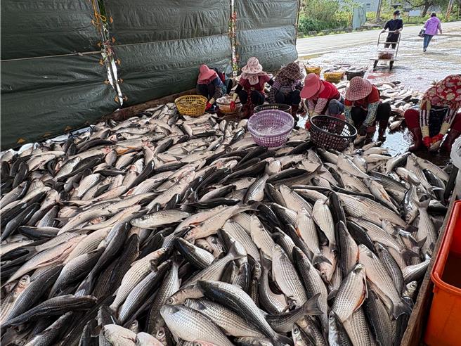 新竹市政府11日舉辦113年食魚教育訓練課程，帶領民眾到香山區知名的「竹魚水產」烏魚養殖場，深入探索在地漁業發展的歷程，並親身體驗烏魚子收成與製作的過程。（新竹市政府提供／陳育賢新竹傳真）