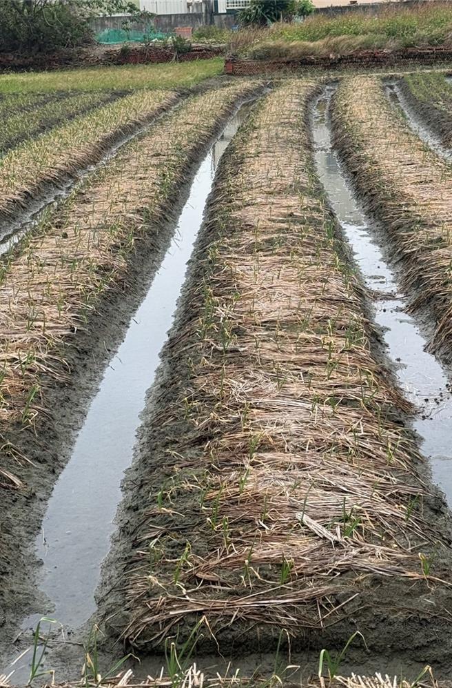 彰化縣伸港鄉種植時間超過2個月的蒜田，接連經過颱風摧殘後，原本應該鬱鬱蔥蔥的蒜田，卻顯得蒜葉枯黃，甚至部分莖葉已枯死。（賴清美提供／葉靜美彰化傳真）