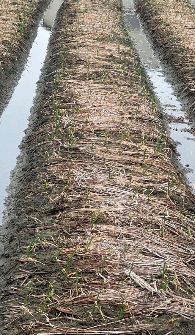 彰化縣伸港鄉種植時間超過2個月的蒜田，接連經過颱風摧殘後，原本應該鬱鬱蔥蔥的蒜田，卻顯得蒜葉枯黃，甚至部分莖葉已枯死。（賴清美提供／葉靜美彰化傳真）