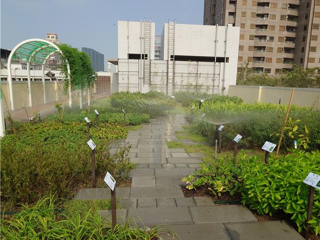 高雄市四维国小将其中一栋屋顶绿化，种上各式作物不仅降低室内温度，还可达成食农教育效果。（任义宇摄）