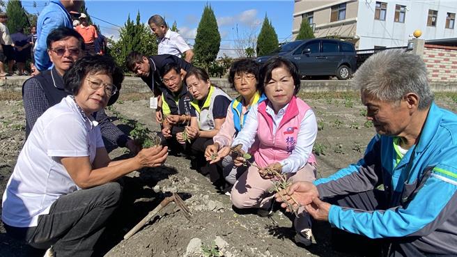 立委楊瓊瓔11日邀集農糧署、農業改良場、台中市政府農業局等單位，經實地勘察發現，康芮颱風侵襲後，馬鈴薯田有出現薯苗倒伏、葉面枯黃、植株腐爛等情形。（張妍溱攝）