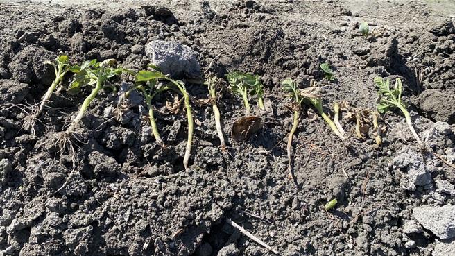 康芮颱風日前重創台中馬鈴薯，后里、神岡、潭子等地區甫栽種的馬鈴薯苗，因受颱風雨勢影響幾乎「泡水田」，出現根莖腐爛、莖葉枯黃，影響結球等情形。（張妍溱攝）