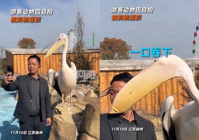 男子在動物園拿手機與鵜鶘自拍，沒想到下一秒就被鵜鶘灌頂了。（圖／翻攝微博）