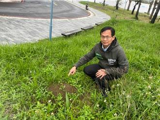 紅火蟻入侵！竹市蟻災面積蔓延1388公頃 市府提高防治經費