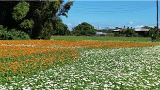 大溪水岸花卉農遊11／16登場 「農產4寶」齊現身