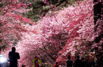 秋冬涼爽好時機 全台賞花攻略出遊去
