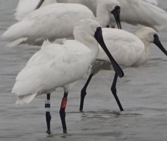 韓國繫放黑面琵鷺96K首現台南 鳥友喜悅振奮