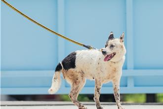 新北認養熟齡動物享福利 醫療諮詢、健檢、疫苗都免費
