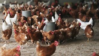 雞肉價跌 肉品雙雄Q3失色