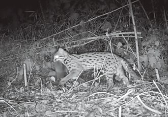 東勢友善耕作 石虎驚喜現蹤