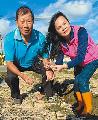 康芮重創中彰馬鈴薯、蒜頭洋蔥