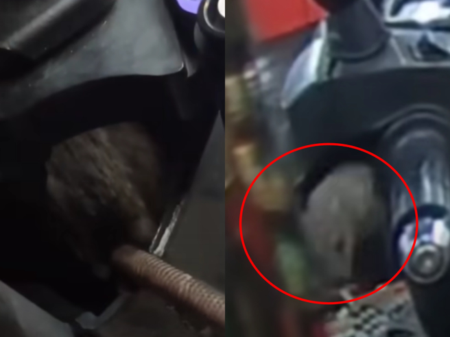 新北市三重一名男子骑车时，突然发现龙头里有一只活生生的大老鼠，他找车行把车壳拆掉，老鼠最后窜出逃跑时，男子吓得放声尖叫。（翻摄自WoWtchout - 地图型行车影像分享平台）