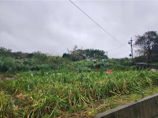 康芮颱风导致新北市茭白笋产地农损严重。（新北市议员郑宇恩提供）