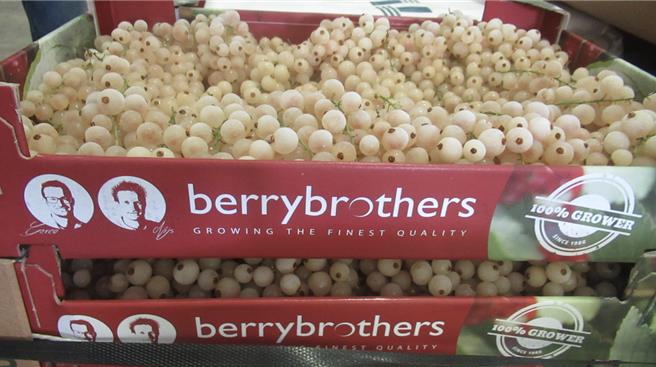 大江生医股份有限公司自荷兰进口冷冻白醋栗，高达112公斤被检出残留农药派美尼1.75ppm、布瑞莫0.02ppm。（食药署提供）