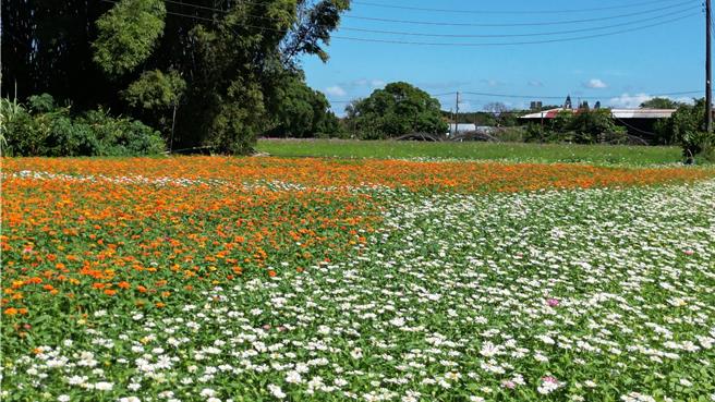 大溪水岸花卉農遊花彩盛豔11月16日開幕。(桃市農業局提供／呂筱蟬桃園傳真)