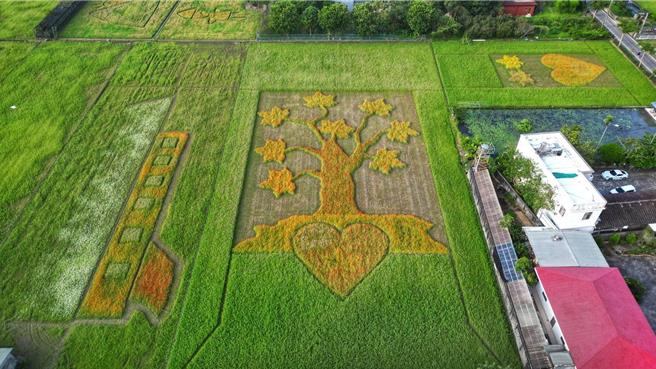 大溪水岸花卉農遊花彩盛豔11月16日開幕。(大溪月眉休閒農業發展協會提供／呂筱蟬桃園傳真)