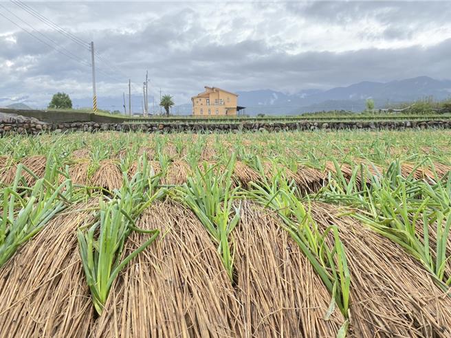今（11日）在台北农产运销公司拍卖的宜兰三星葱每公斤最高价飘上1000元歷史新高。（吴佩蓉摄）