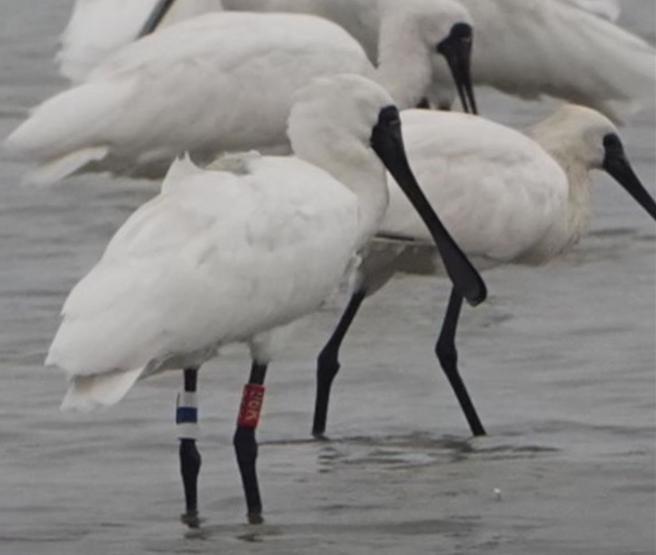 96K黑面琵鷺來台度冬首度被發現，腳環相當醒目。（雲嘉南濱海風國家景區管理處提供／寶智華台南傳真）
