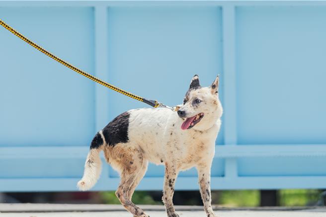 到新北市动物之家认养高龄、身患残疾或长期收容等不易认养犬猫，可享有多重福利。（新北市动保处提供）