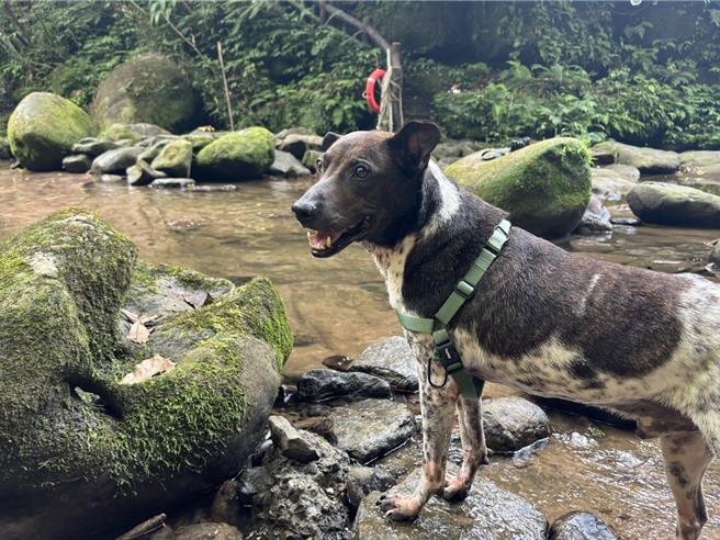 到新北市动物之家认养高龄、身患残疾或长期收容等不易认养犬猫，可享有多重福利。（新北市动保处提供）