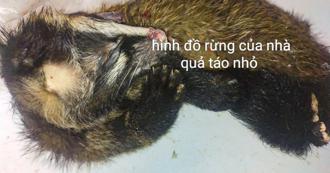 原民獵人狂捕野生動物 恐染狂犬病！最嚴重恐死亡率百分百