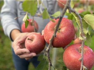 氣候變遷產量下滑 青森蘋果今年目標回升至41萬噸