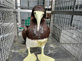 影》白腹鰹鳥現蹤新北石門 遇山陀兒颱風迫降北海岸