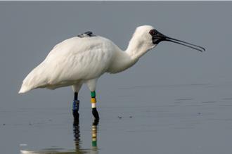 又見野放黑面琵鷺「N44」同處現跡 鳥友直呼：很有緣
